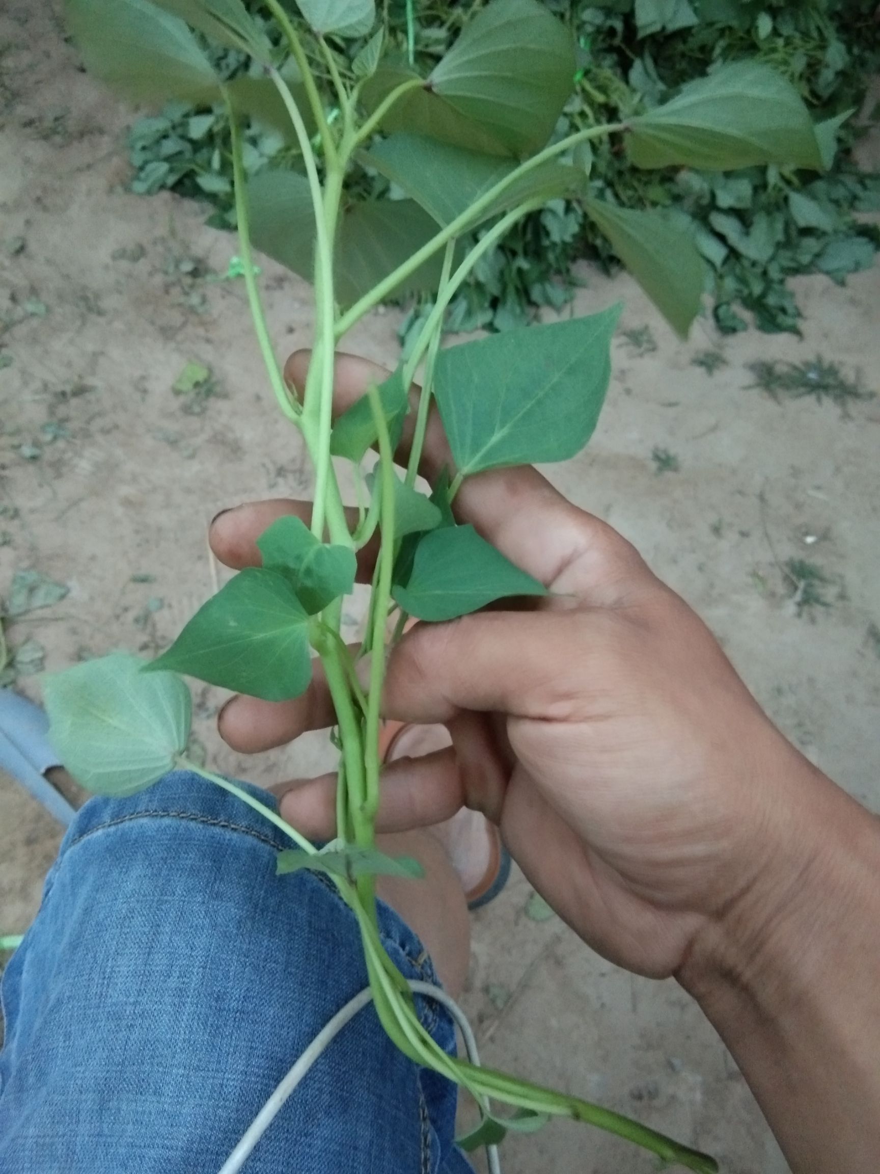 龙薯9号红薯苗 25~35cm 