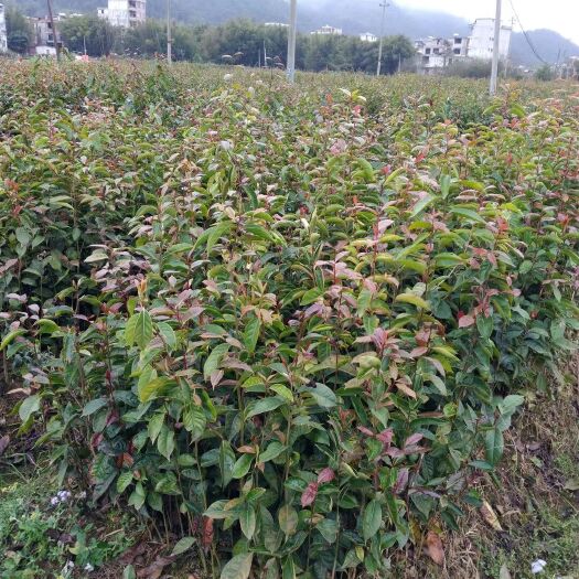 瑞昌市大果红花油茶