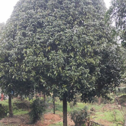 雅安桂花树 