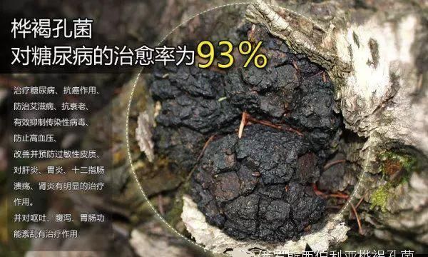 松潘县赤灵芝 