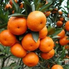 邵阳县宫本特早蜜桔苗 宫本蜜桔苗一根系发达、叶片亮丽、量大优惠