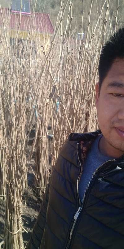 桓仁县平欧榛子苗 2公分以下 