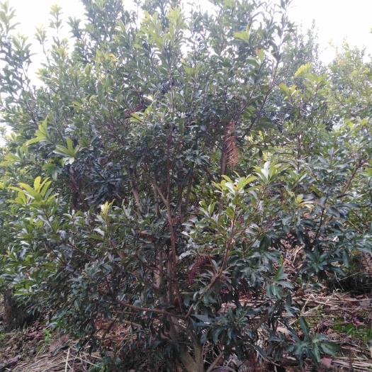 靖州县荸荠杨梅种苗 