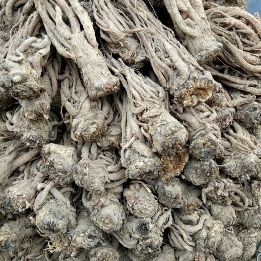 岷县岷当归  岷县自家种植当归，药味十足，无硫，全部包邮