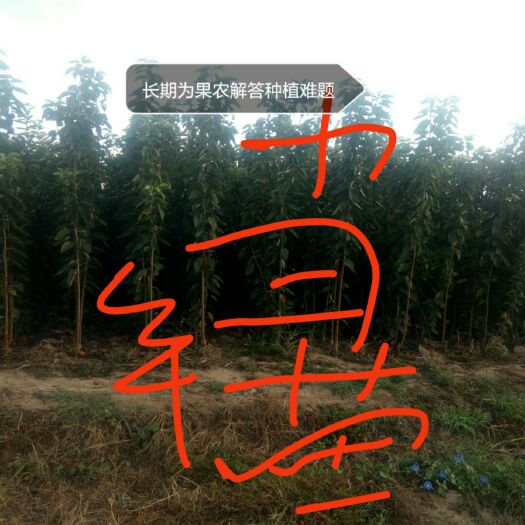 平度市美早苗 