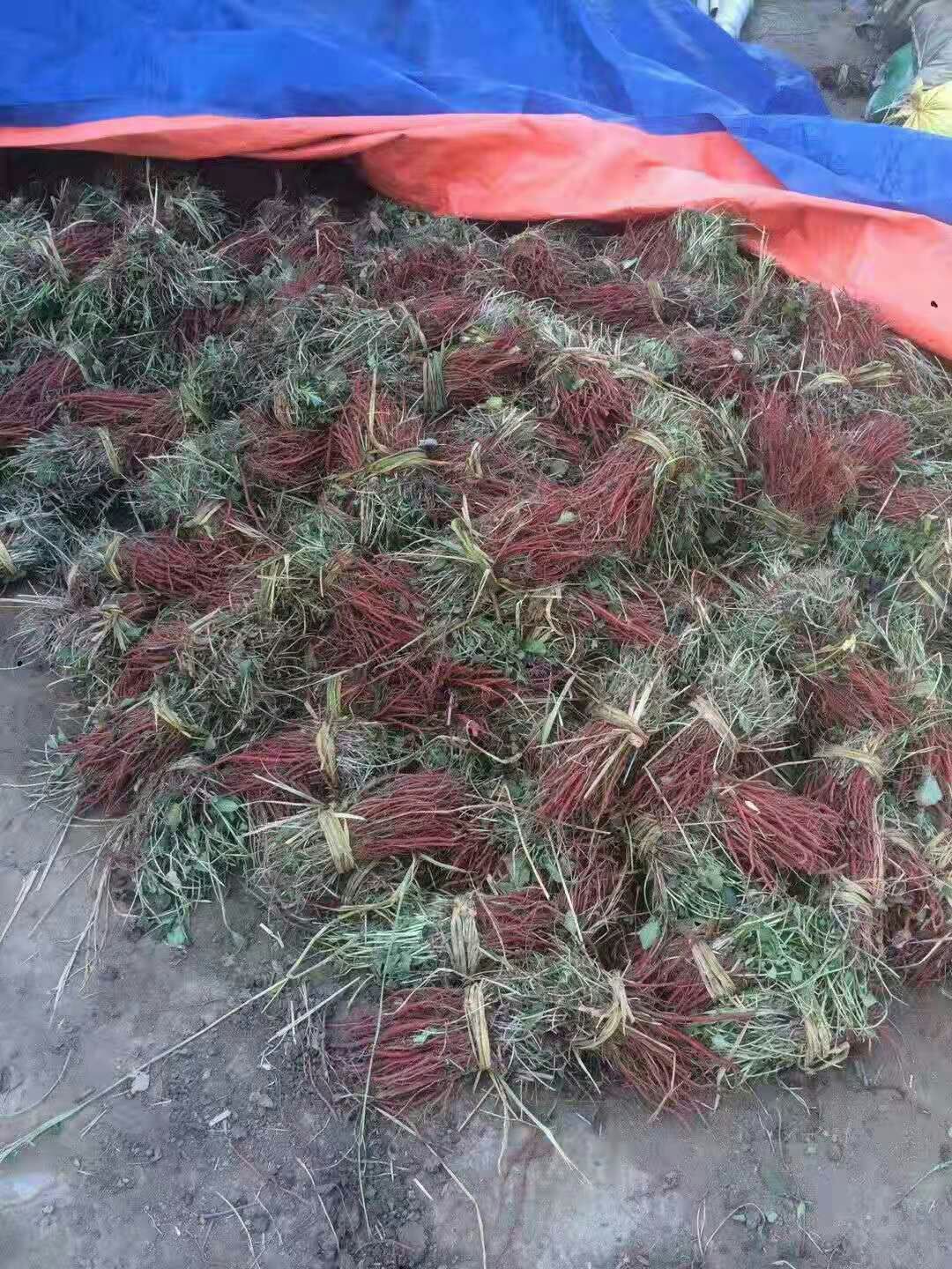 丹参 苗，黄芩苗，