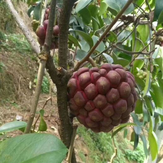 灵山县粉红黑老虎苗 