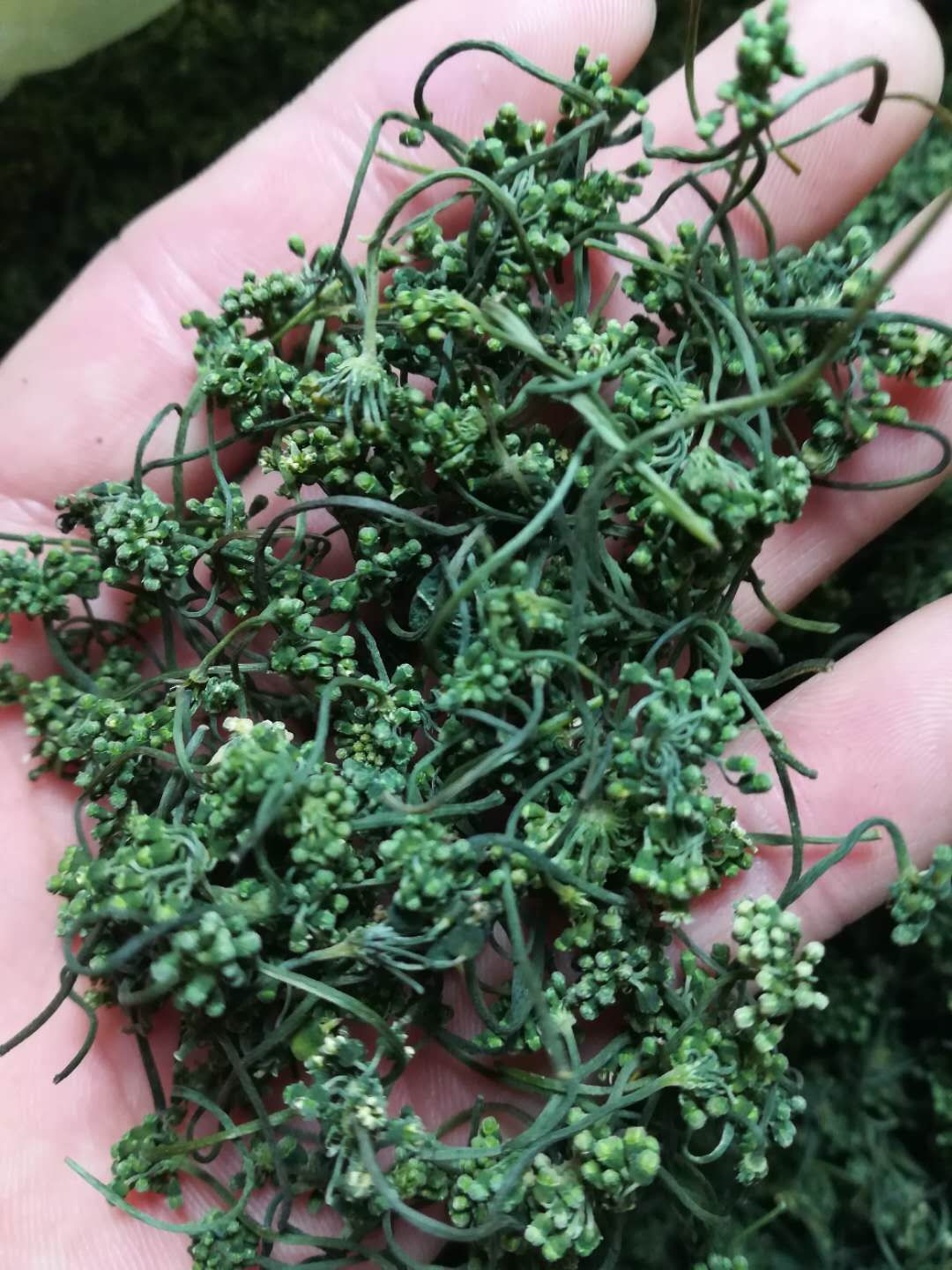人参花茶