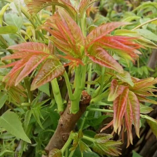 平邑县 红油香椿苗 果树苗椿树苗 盆栽食用香椿树苗南方北方种植树苗香