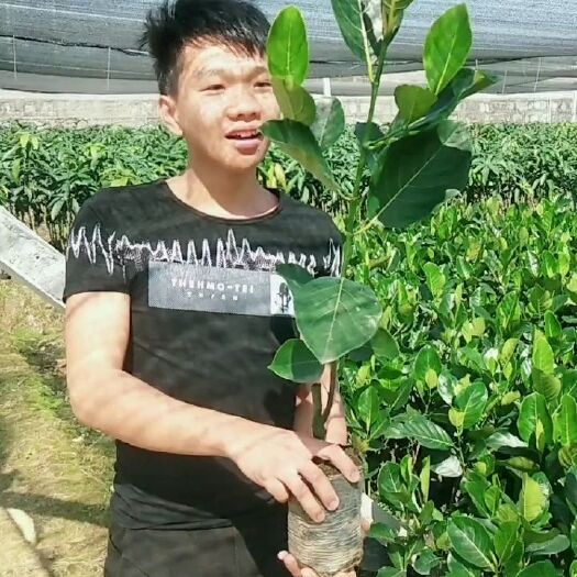 灵山县四季菠萝蜜苗 四季菠萝蜜，