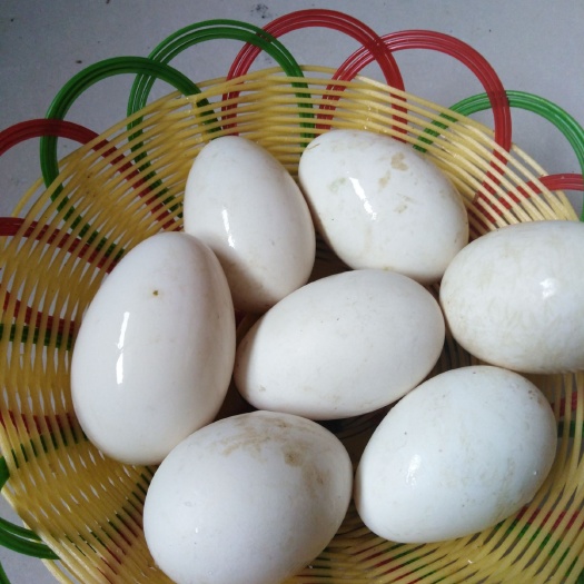 新化县鲜鹅蛋 天然绿色食品