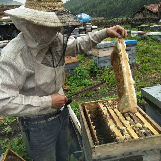 林口县土蜂蜜 塑料瓶装 2年以上 98% 