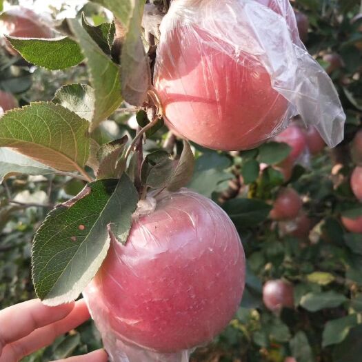绛县烟富6号苹果树苗  1~1.5米 矮化苹果苗，量大批发