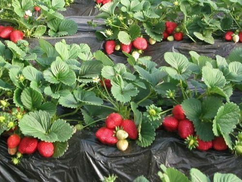 平邑县红颜草莓苗  草莓苗