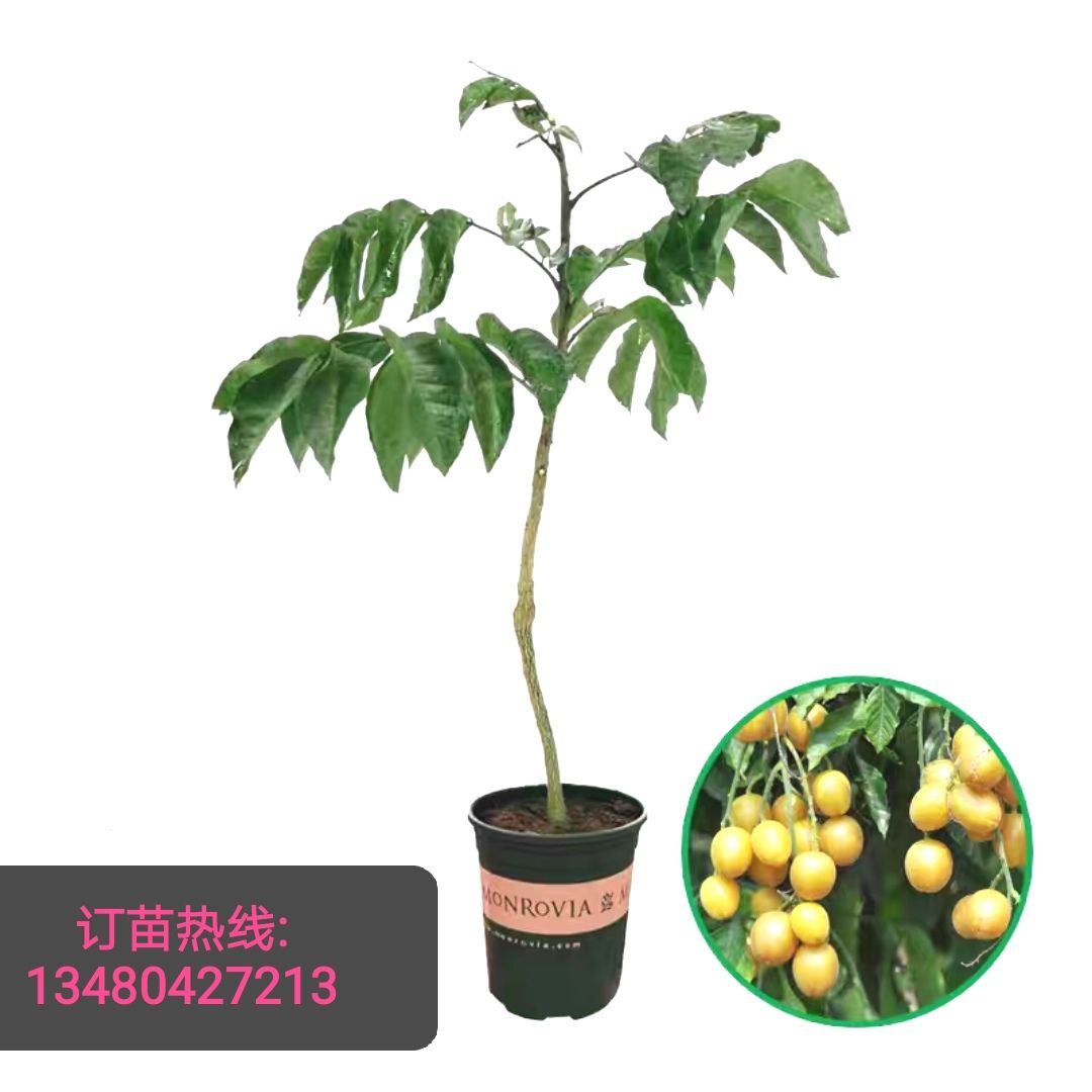 灵山县黑黄皮果苗 鸡心黄皮，无核黄皮