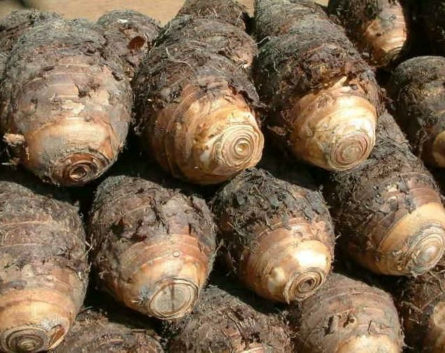 荔浦芋头 3-4个一箱一箱5斤
