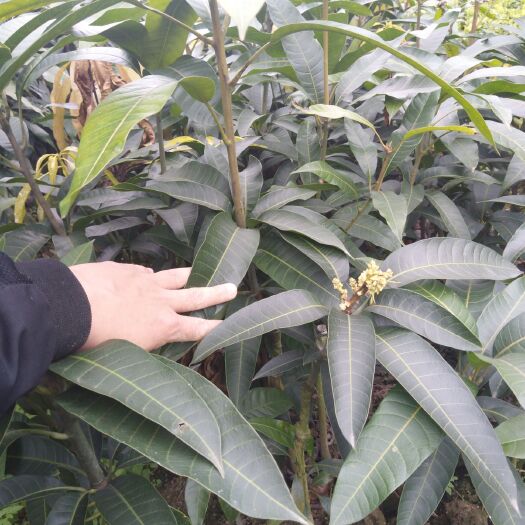 容县金煌芒果苗 