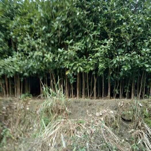 全州县金桂花树苗 
