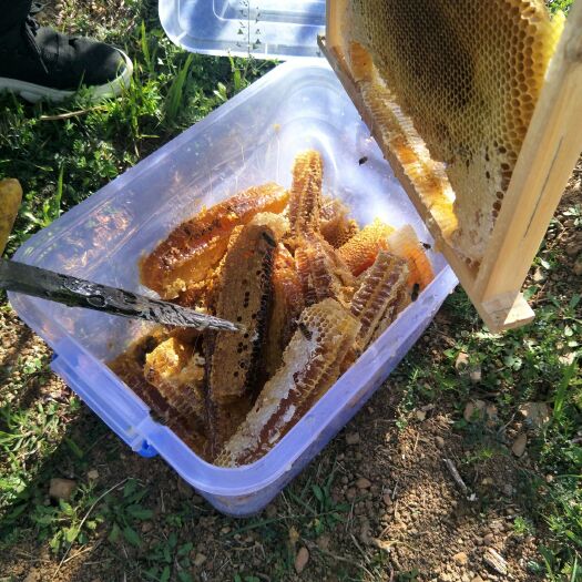 昆明土蜂蜜 玻璃瓶装 2年以上  