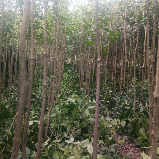 安岳县八月桂