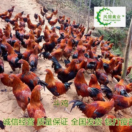 东兴市斗鸡苗 