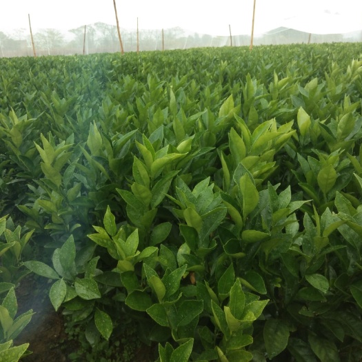 瑞金市卡拉卡拉红肉脐橙苗 嫁接苗 0.5~1米 