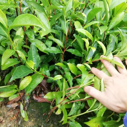 饶平县无性系良种茶苗 独本苗 0.5米以下 