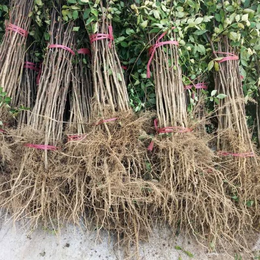 一年花椒苗，无刺花椒苗，大红袍花椒苗