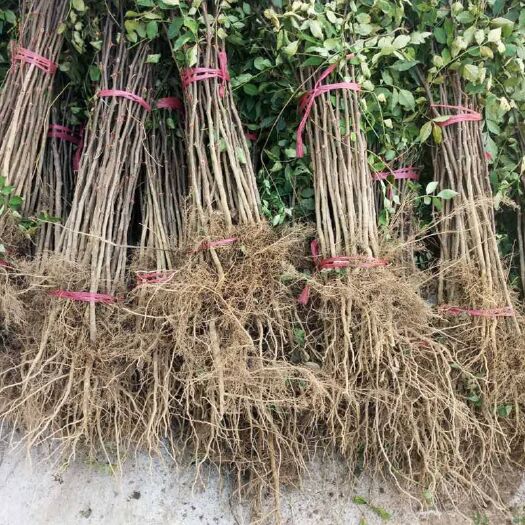 绛县一年花椒苗，无刺花椒苗，大红袍花椒苗