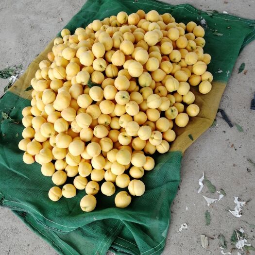 蒙阴县黄金蜜桃 50mm以上 4-5两 
