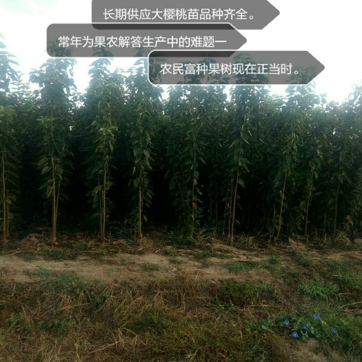 平度市美早苗 