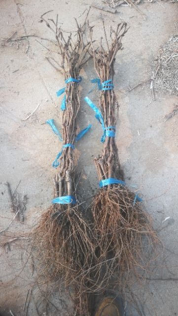 昌黎县基地直销品质保证占地葡萄苗高度80公分左右，粗度0.7左右