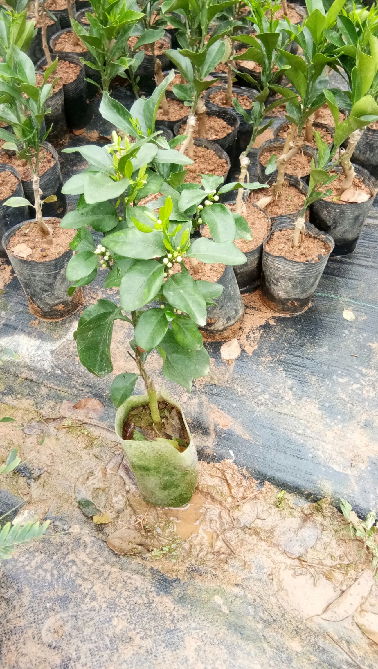 沙糖桔苗  无核沙糖桔