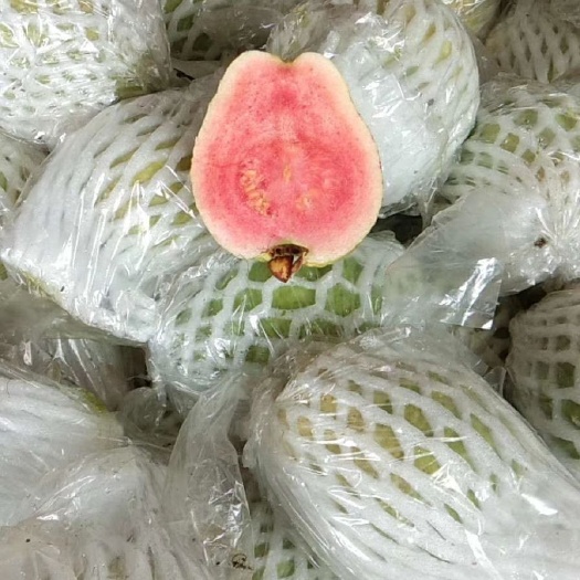 罗定市红心芭乐 200-250克 