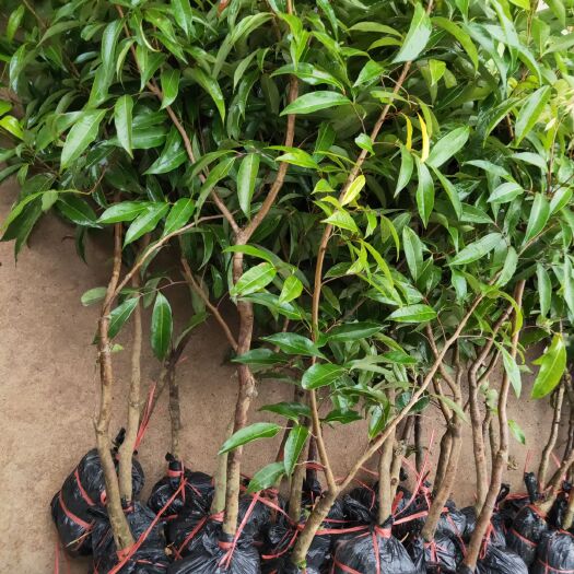 灵山县无核荔枝苗 
