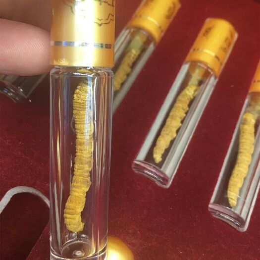 西宁冬虫夏草 西藏那曲天然规格4根一克 假一赔十 质量保证 包邮