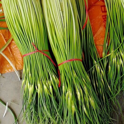 丰县丰县白帽蒜苔上市，价格浮动不大