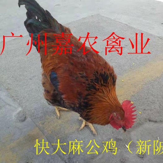 广州快大麻鸡 新陂麻，优质麻鸡