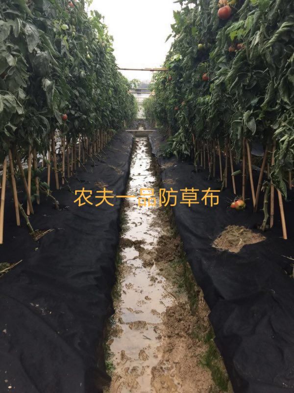  环保可降解防草布可以用多年！！透气渗水，保湿保肥样样具备！