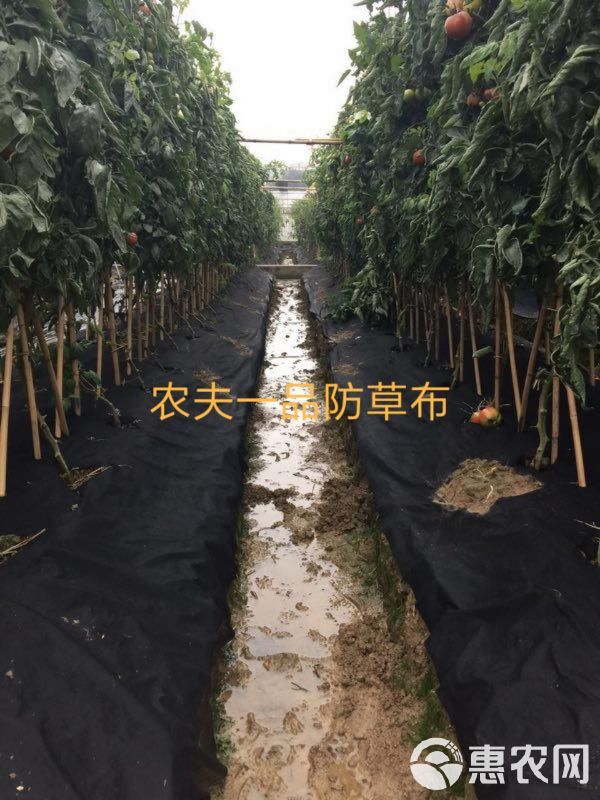  环保可降解防草布可以用多年！！透气渗水，保湿保肥样样具备！