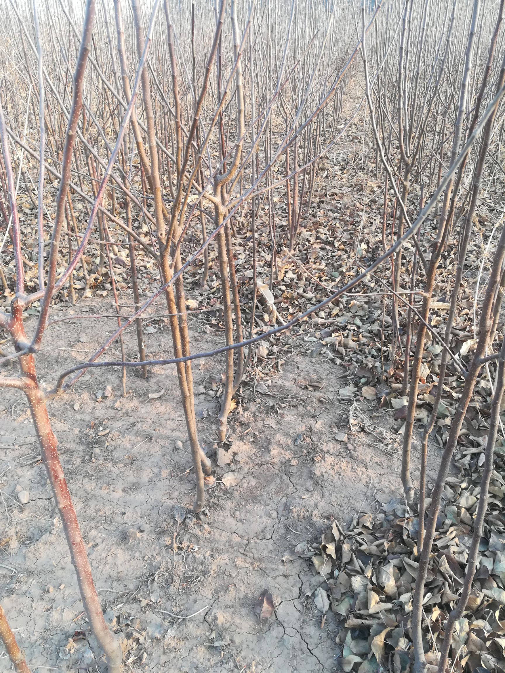 朝阳县国光苹果树苗 1~1.5米 