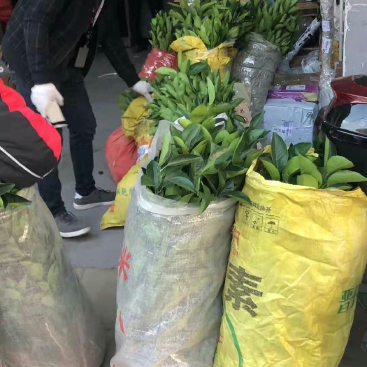 上犹县赣南早脐橙苗 嫁接苗 0.5米以下 