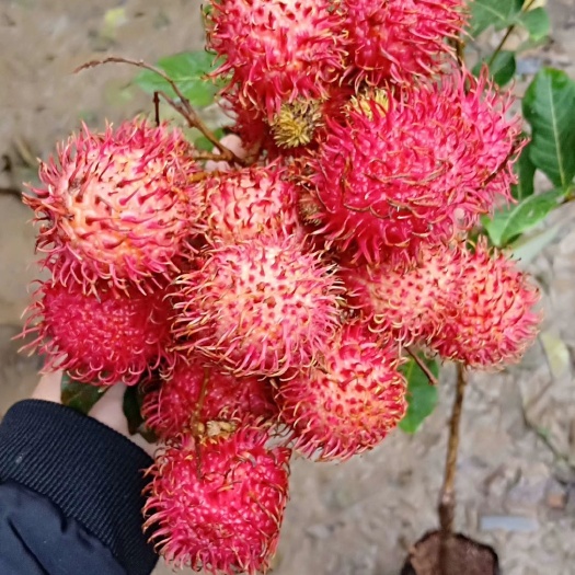 灵山县红毛丹树苗