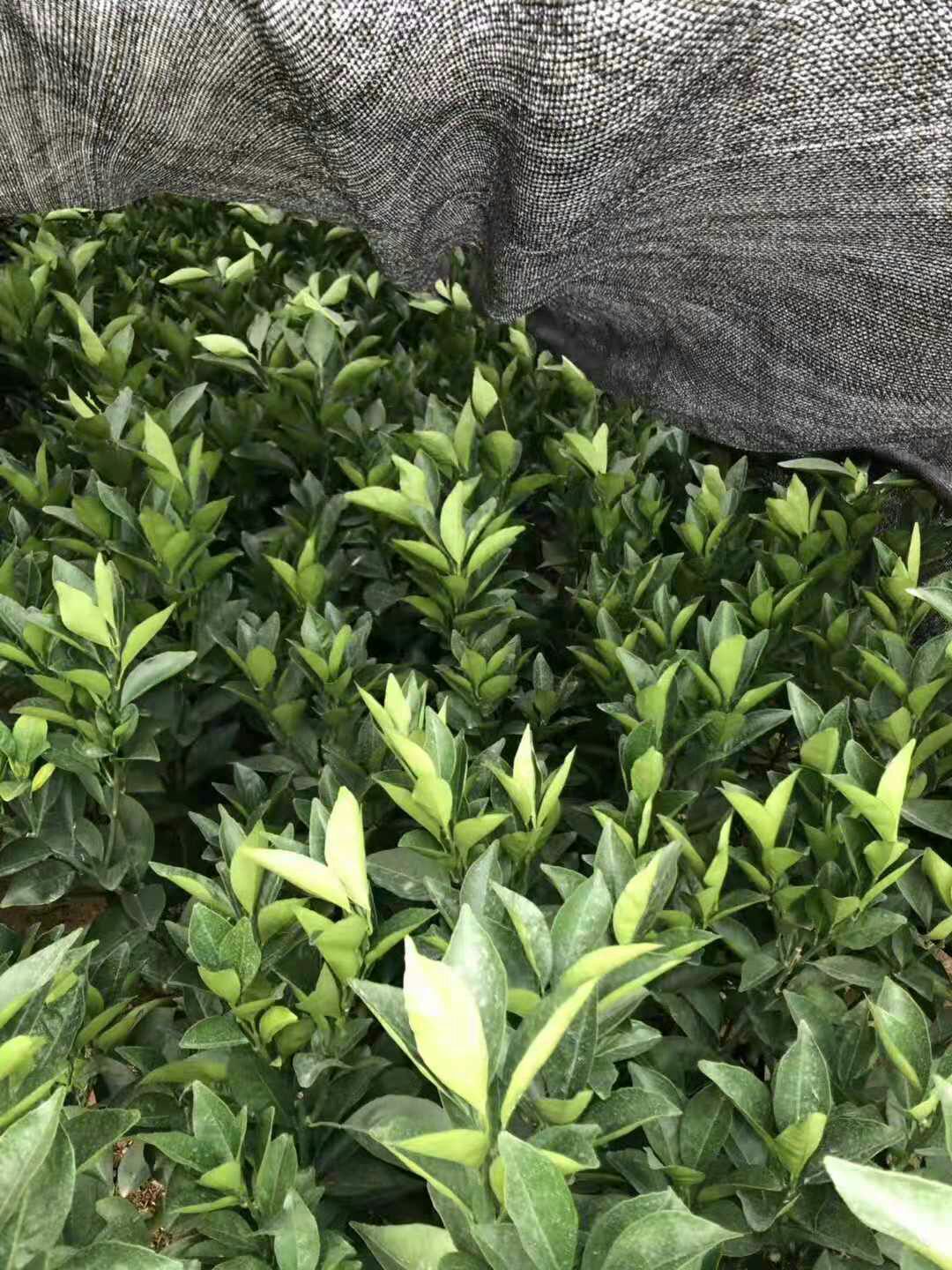 奉节脐橙苗  嫁接苗 0.5~1米 赣南纽荷尔脐橙苗