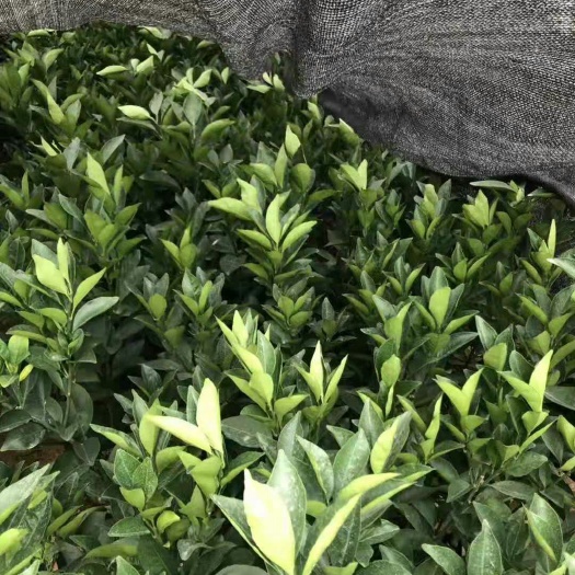 上犹县 赣南脐橙苗 纽荷尔脐橙苗 赣州脐橙树苗