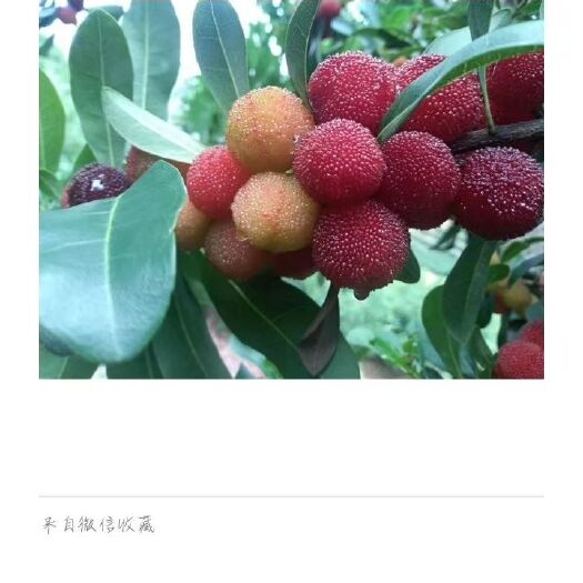 石屏县石屏杨梅 1.5 - 2cm
