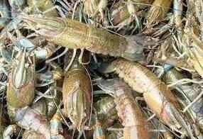 淮安龙虾苗 