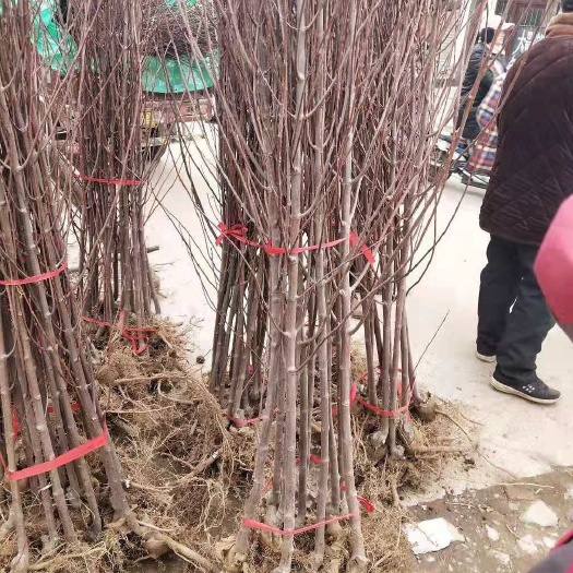 嘉兴美国红枫 