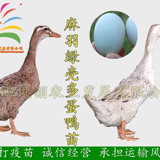 南宁蛋鸭苗 黄/麻羽绿壳多