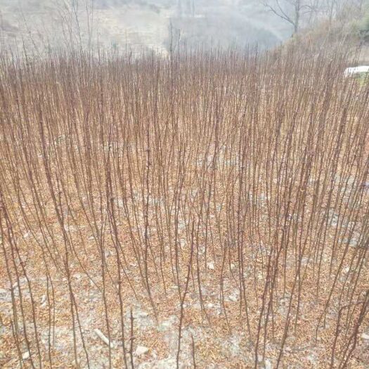 汉源县汉源花椒苗 